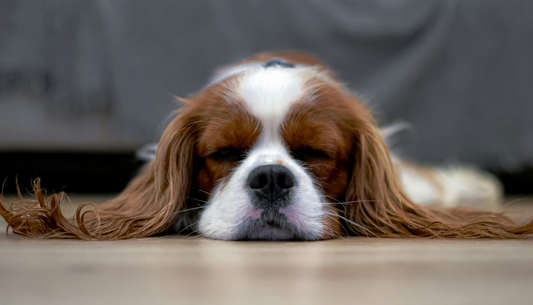 Why plush foam fails dogs with joint pain?
