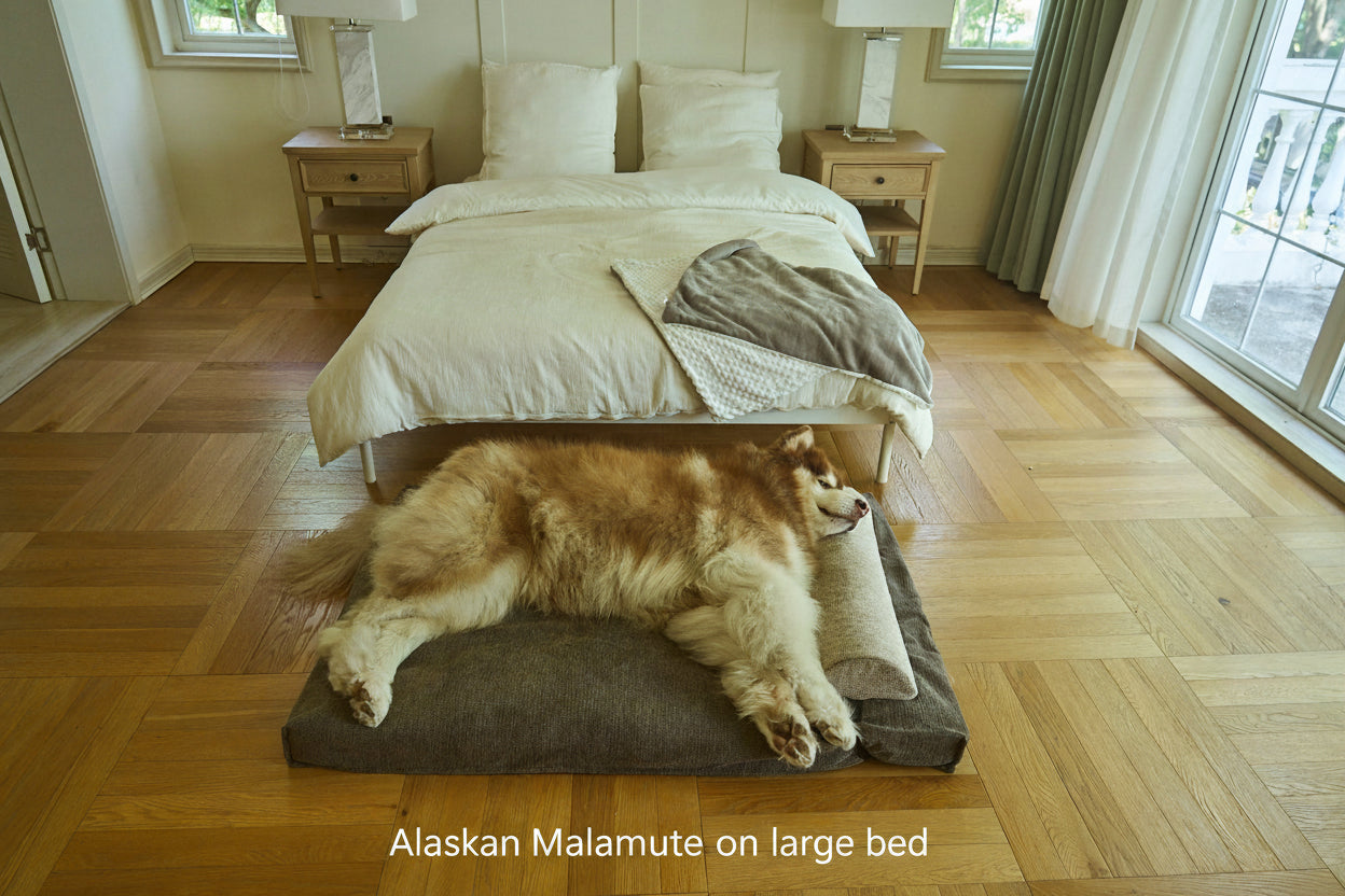 AirNest pillow on floor, dark gray cushion used on a large bed with dog nearby