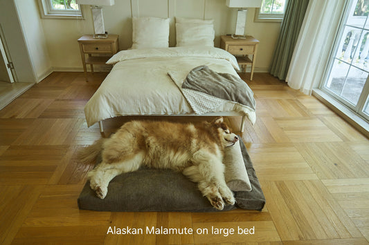 AirNest pillow on floor, dark gray cushion used on a large bed with dog nearby