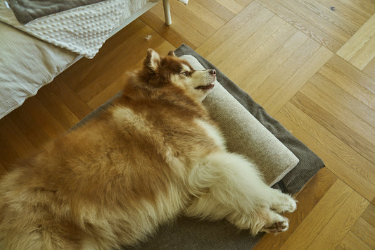 AirNest pillow with dark gray cushion, dog lying on top on wooden floor