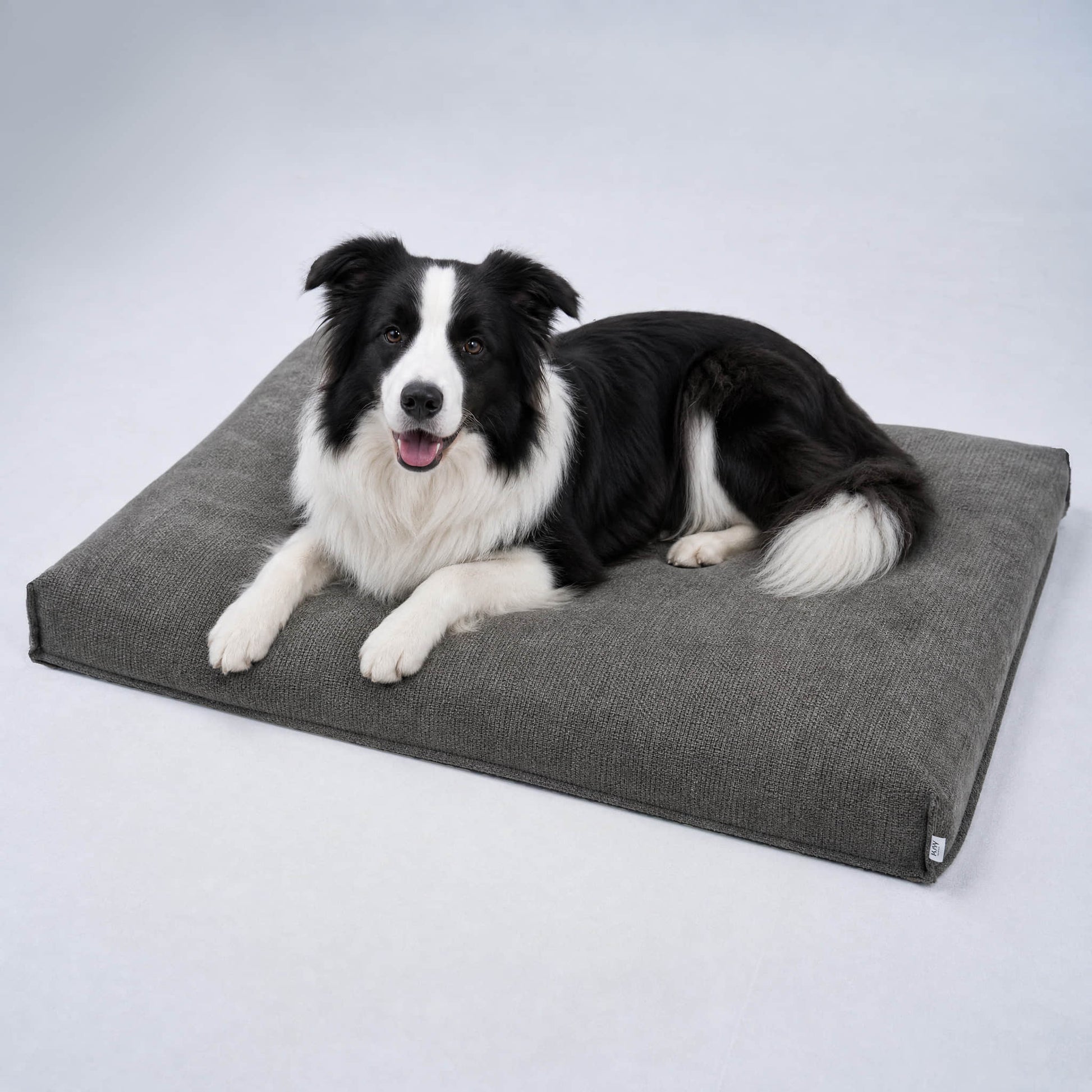 Anthracite gray dog bed with a lying black-and-white dog