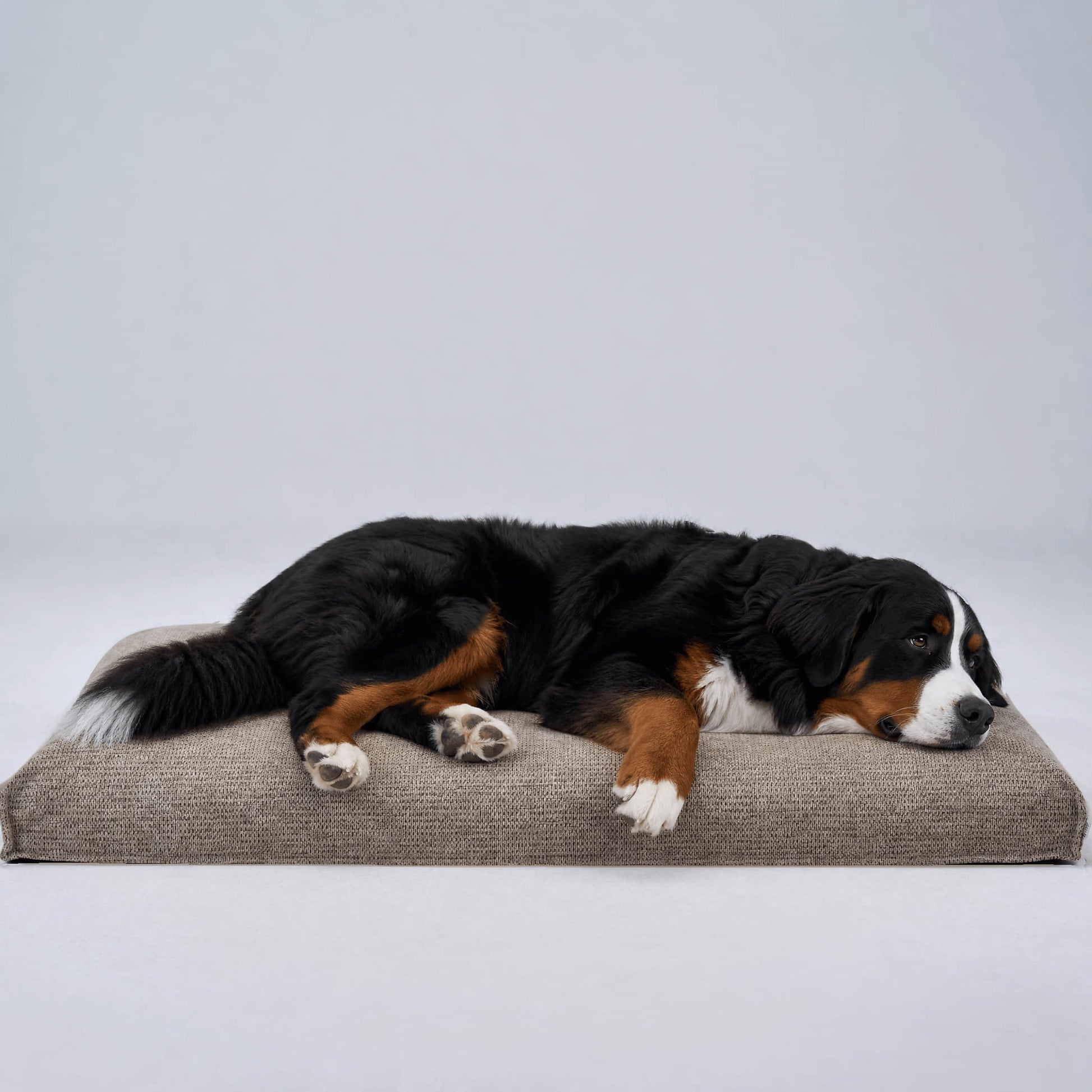 Gray rectangular dog bed with a lying black-and-white dog
